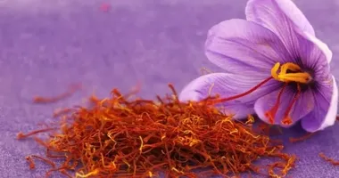 Altın değerindeki baharat: Safran