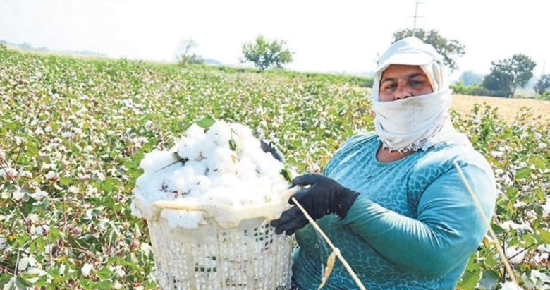 Manisa’nın beyaz altını yeniden değer kazanıyor