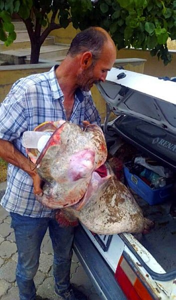 Manisa’da oltayla 2 metrelik yayın balığı yakaladılar
