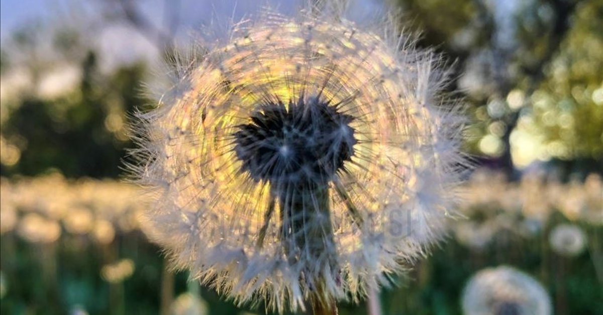 Bir yudumda değişim! Vücudu baştan aşağı temizliyor! İşte karahindibanın faydaları...