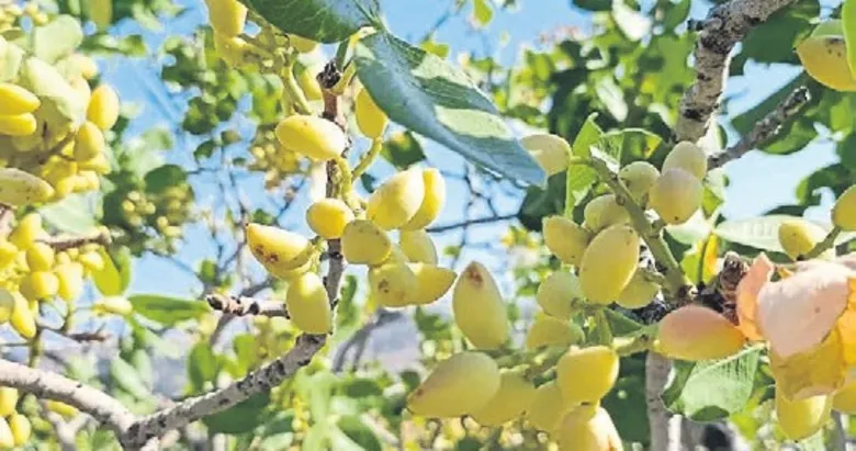 Fıstık bereketi yenipazar’ı sardı