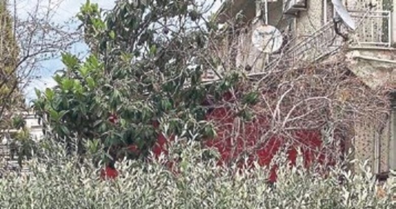 4 bin adet Trilye zeytin fidanı üreticiye dağıtıldı