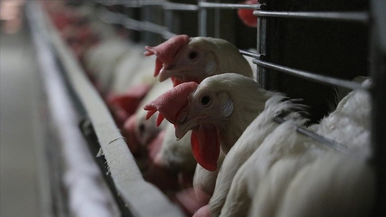 h5n5-kus-gribi-alarmi-dunyada-ilk-kez-can-aldi-1763881311890.jpeg