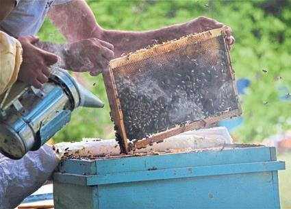 Genç Çiftçi Projesi ile arıcılığa başladı