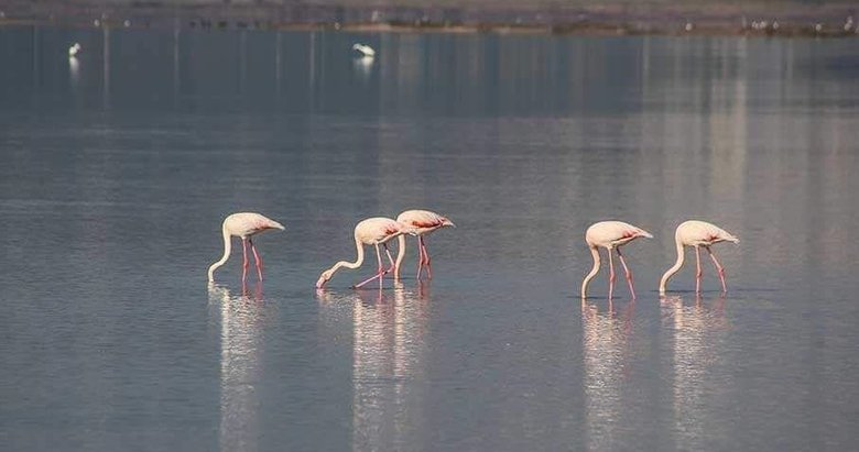 Flamingo Cenneti’nde neler oluyor? CHP’li belediye seyirci