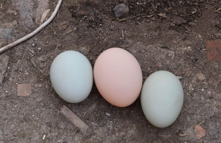 Manisa’da mavi yumurtlayan tavuklar şaşırttı