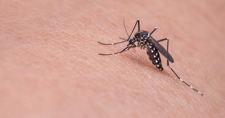Asya Kaplan Sivrisineği tehlikesi yayılıyor
