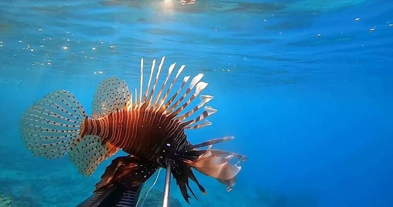 Ayvalık’ta görülmesi iyiye işaret değil