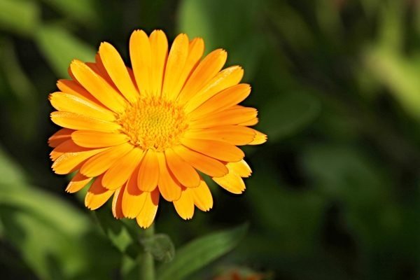 Aynısefa nedir? Aynısefa neye iyi gelir?