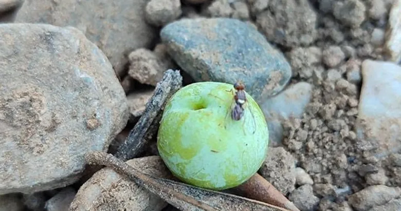 Manisa’da zeytin üreticileri dikkat: İlaçlama-hasat arasındaki süreye uyun!