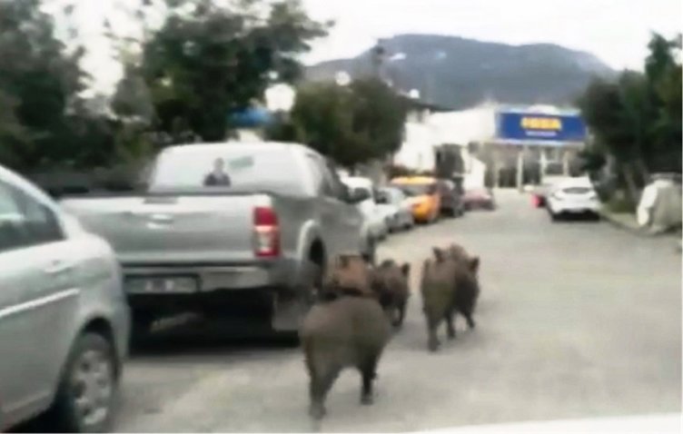 Bodrum’da gündüz vakti sokağa inen domuz sürüsü şok etti