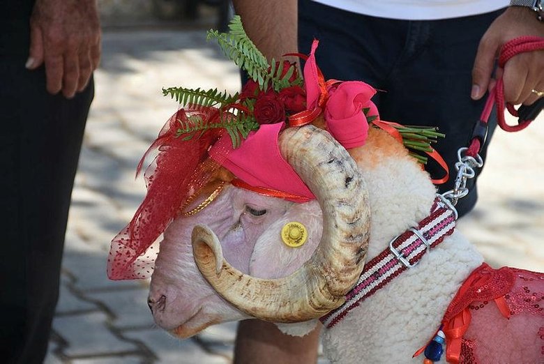 Turizmin gözdesi Bodrum’da gelin koçu geleneği yaşatılıyor