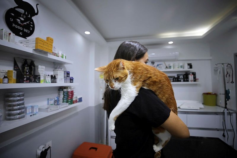 Fazla kilolarıyla başı dertte olan kediye mide botoksu yapıldı
