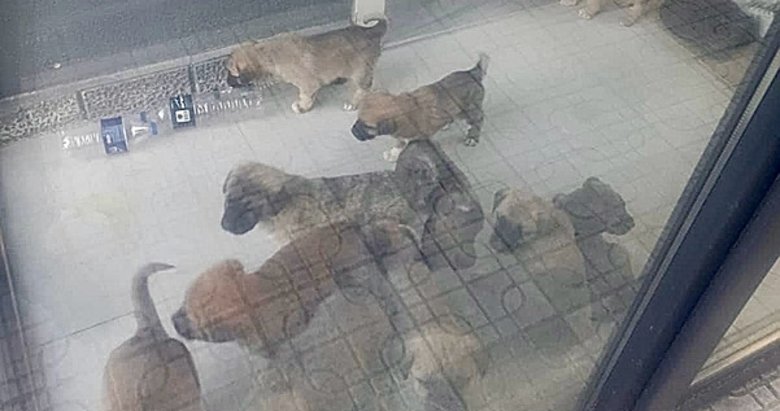 Doktorun sahiplenip öldürdüğü iddia edilen köpek sayısı 26’ya ulaştı