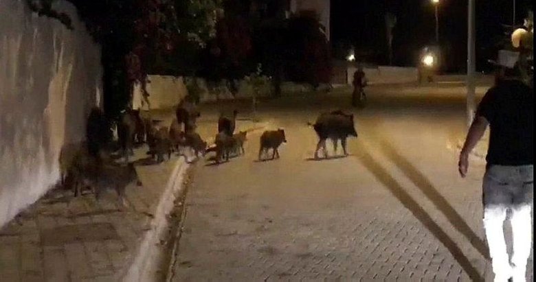 Marmaris’te ilçe merkezine inen yaban domuzları için ’domuz timi’ kurulsun çağrısı