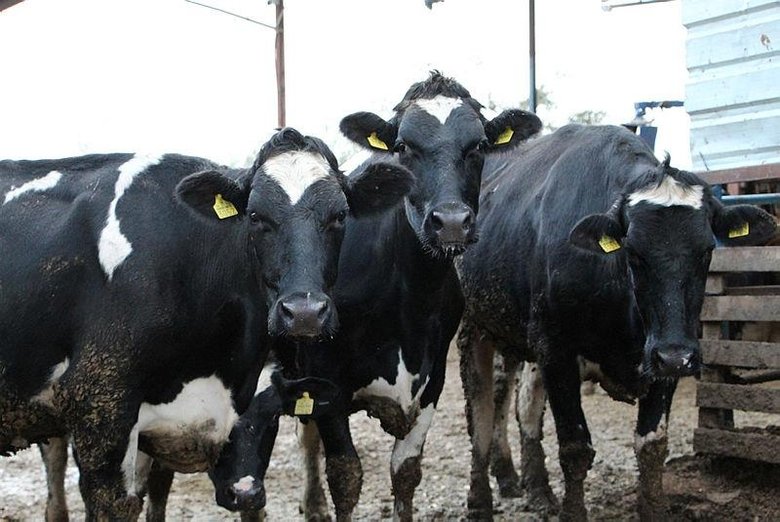 Denizli’de depremde korkan hayvanlar yerlerinden fırladı