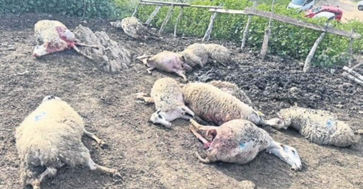 Koyun ahırına kurt saldırısı