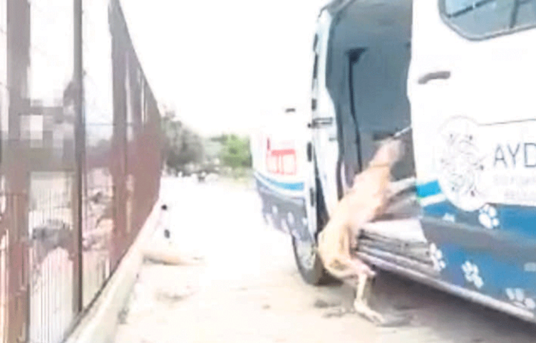 İşte Tunç Soyer’in açtığı Seferihisar Hayvan Barınağı’nın içler acısı hali