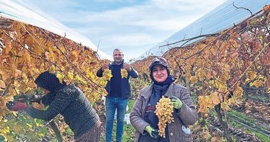 Yeni yıl üzümleri yola çıkmaya başladı