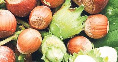 Fındık ihracatında 547 milyon dolarlık gelir