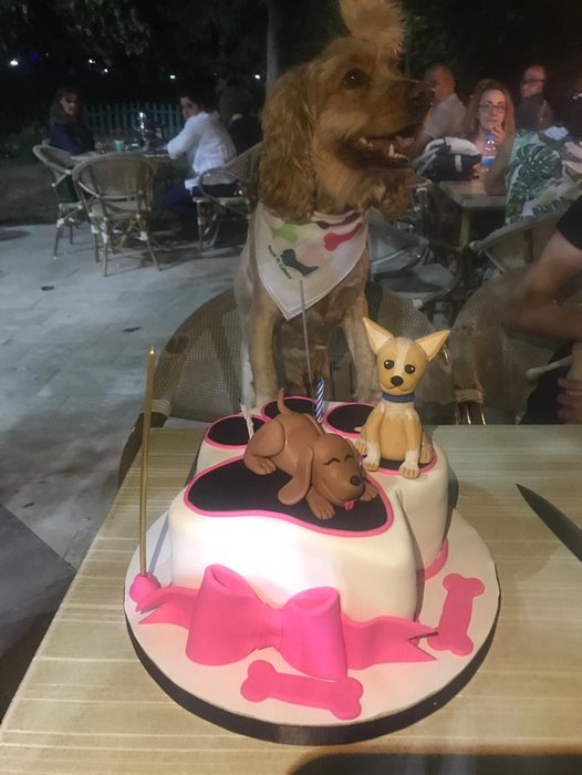 Denizli’de köpeği ’Putin’ için doğum günü partisi düzenledi