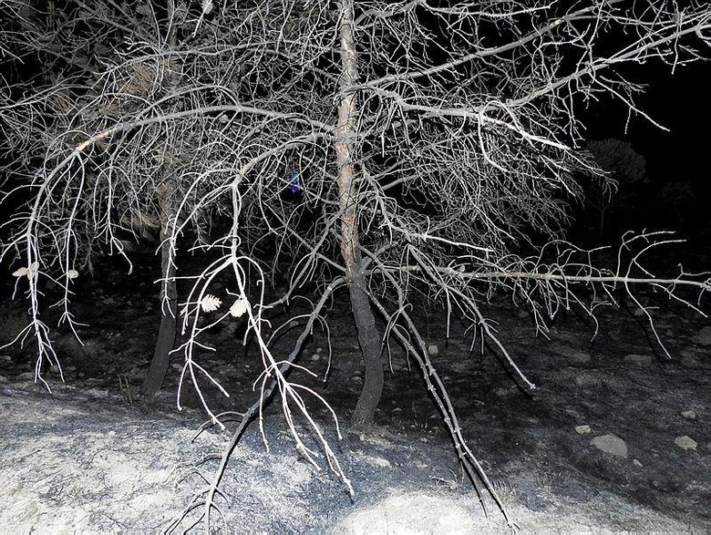 İzmir-Çeşme yolunda ot yangını! Anında kontrol altına alındı