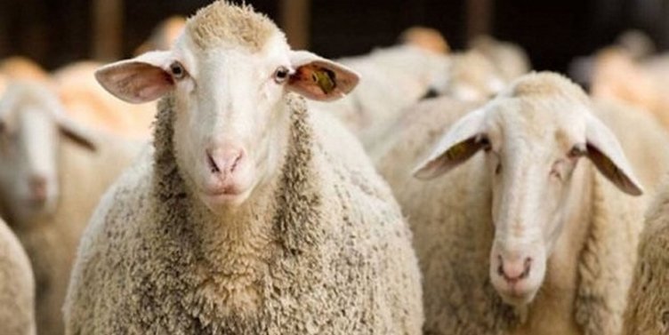 Kimler kurban kesmekle yükümlüdür? Banka kredisiyle kurban kesilebilir mi?