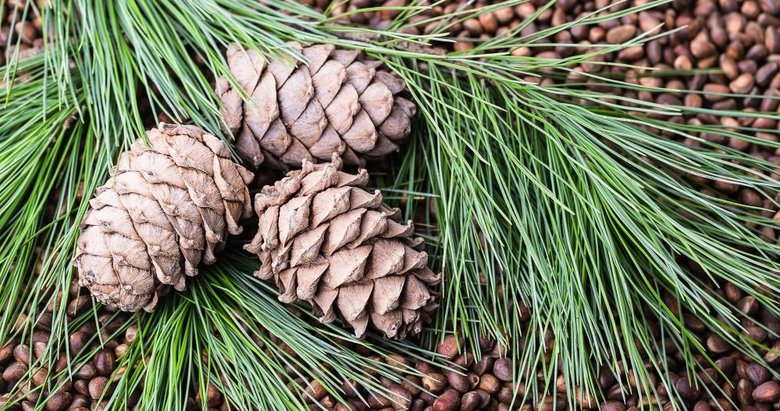 Kilosu altınla yarışan çam fıstığını izinsiz toplayan 3 kişi gözaltına alındı