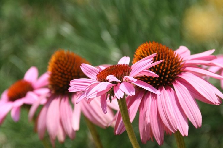 Ekinezyanın faydaları nelerdir? Ekinezya hangi hastalıklara iyi gelir?