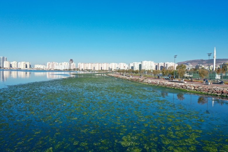 Deniz marulları İzmir Körfezi’ni yeşile bürüdü
