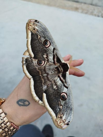 Kütahya’da şaşkına çeviren kelebek: İlk defa böyle bir şey gördüm