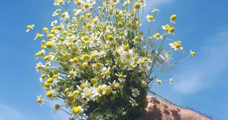 Uzmanlar uyardı: Her papatya şifalı değildir