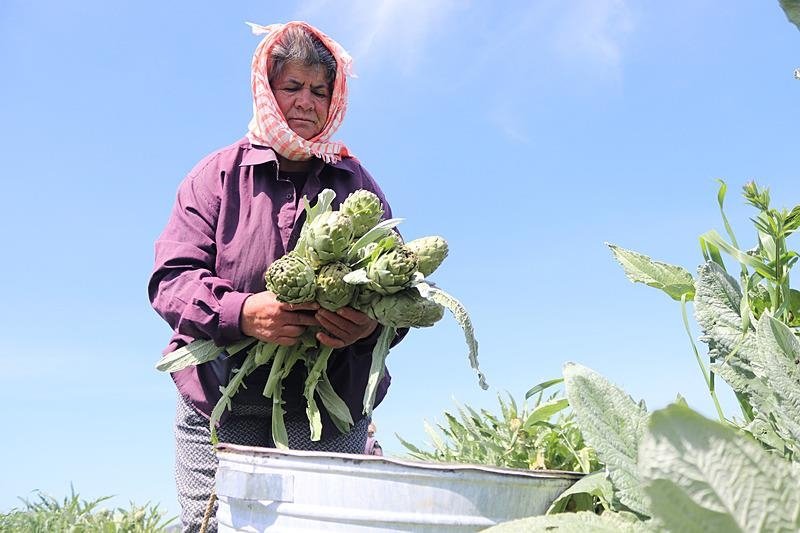 Tarladan sofraya sakız enginarı