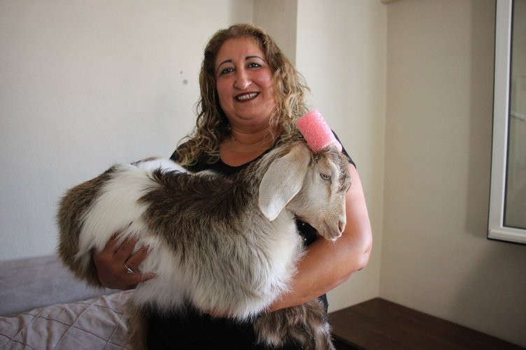 Ninja keçi demlik demlik çay içiyor, çaysız duramıyor!