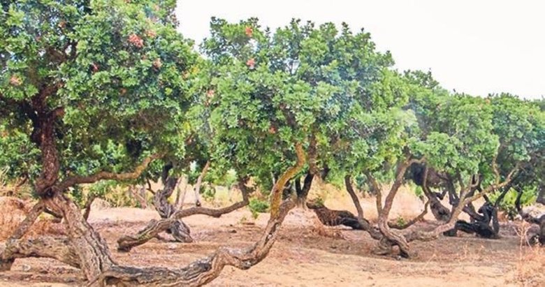 EGİAD, sakız ağacı mirasına sahip çıkıyor