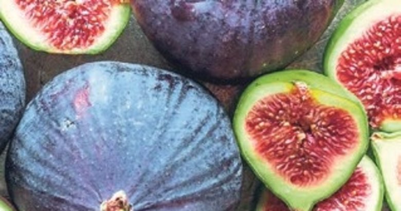Aydın incirinde hasat ve ihracat tarihi belli oldu