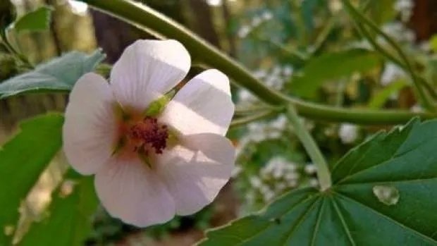 Marshmallow’un gizemi çözüldü: Tatlı bir bitkiden geliyor