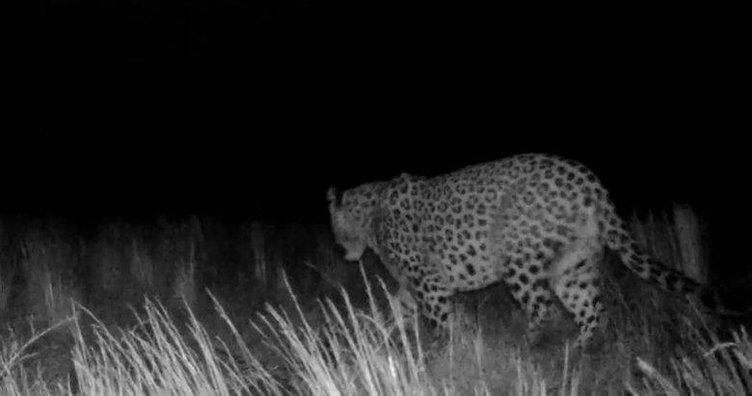 Fotokapana yakalanmıştı: Anadolu Parsı Aydın’da aranıyor!