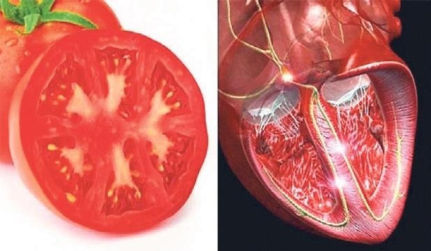 Benzediği organa fayda sağlayan besinler