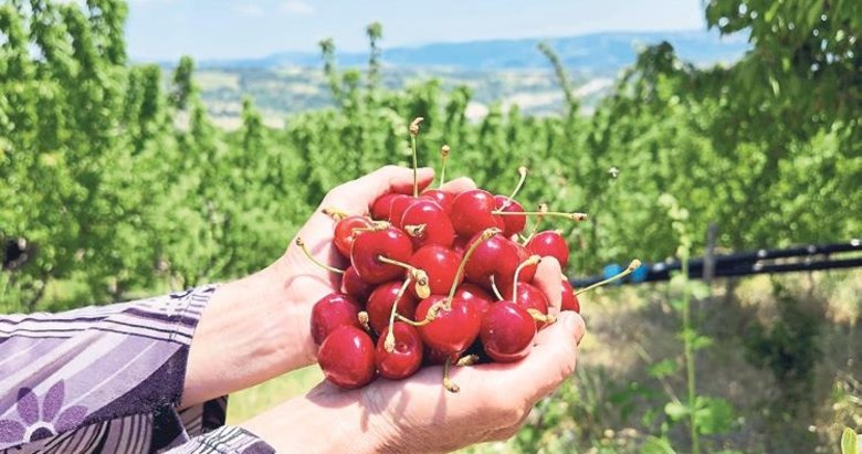 Demirci kirazında hasat dönemi