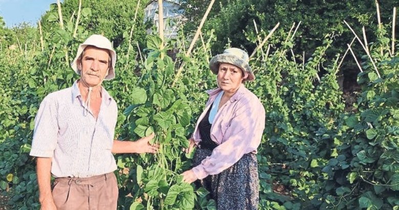 Çameli sırık fasulyesinde hasat zamanı