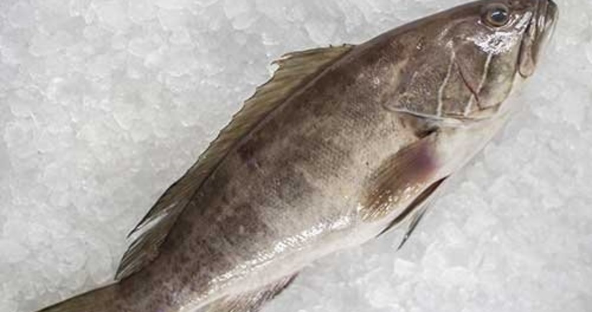 lagos baligi ozellikleri nelerdir lagos fiyati ne kadar