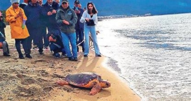 İyileşen carettalar maviliklere kavuştu