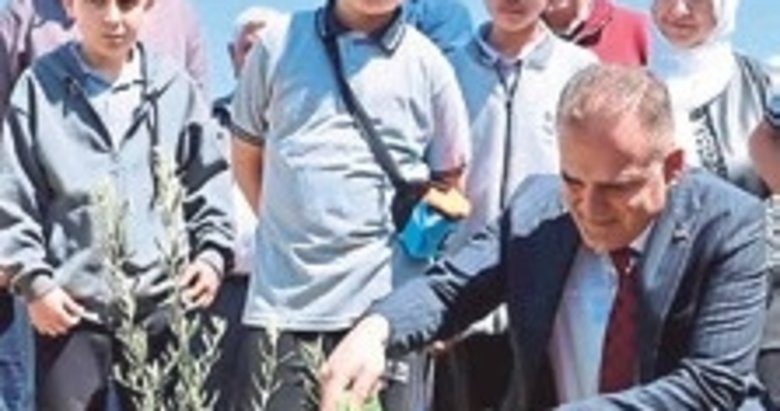 4 bin zeytin fidanı toprakla buluştu