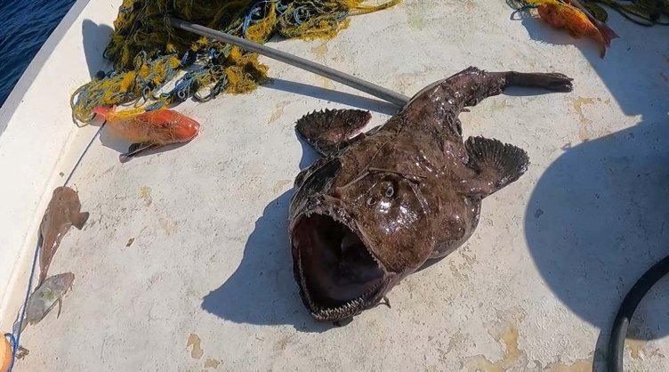 Çanakkale’de ağlara takılan devasa balık dikkat çekti! Böylesi görülmedi