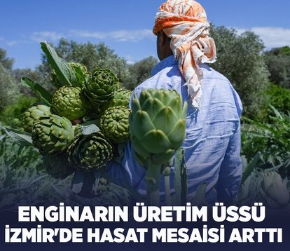 Enginarın üretim üssü İzmir’de üreticinin hasat mesaisi arttı: