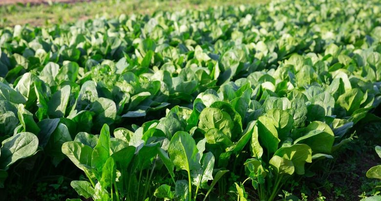 Ispanağın merkezi menemen’de hasat zamanı!