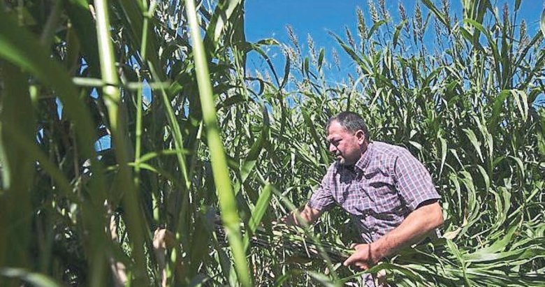 Kuraklığa karşı çiftçinin silahı: Sorgum sudan otu