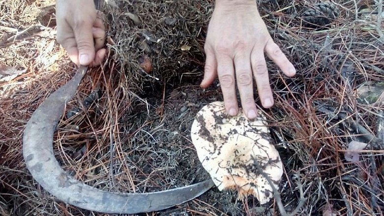 Fakirin eti ’çıntar’ için ormana akın başladı