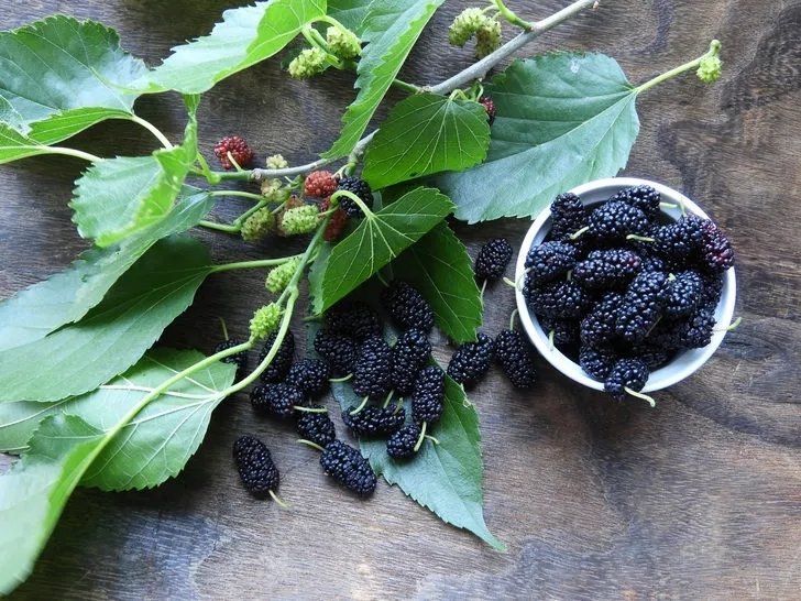 Dut yaprağının faydaları nelerdir?